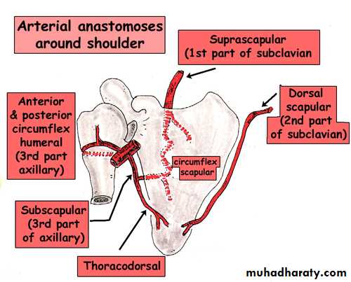 Anatomy Lect Pptx - Dr.Rana Al-tae - Muhadharaty