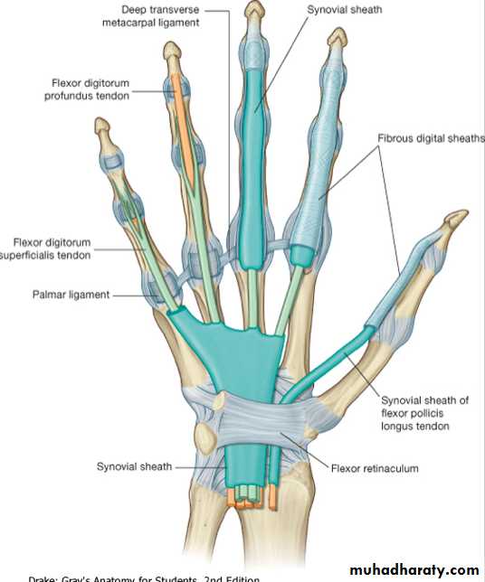 Anatomy Lect Pptx - Dr.Rana Al-tae - Muhadharaty