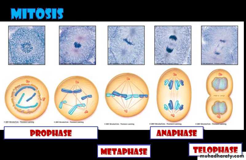 cell cycle docx - D.sura - Muhadharaty