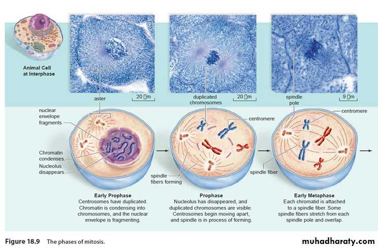 cell cycle docx - D.sura - Muhadharaty