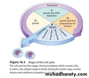 cell cycle docx - D.sura - Muhadharaty