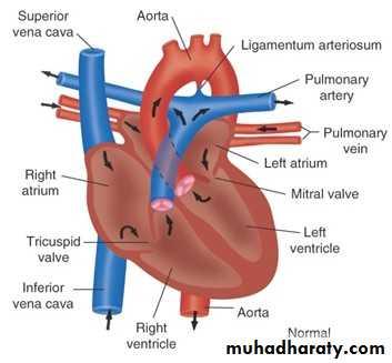 Heart disease pptx - د صادق الهماش - Muhadharaty