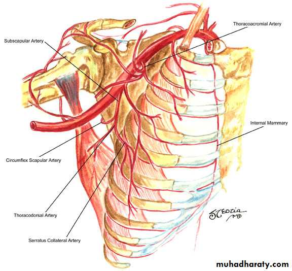 A circumflexa humeri posterior. Подмышечная артерия (a. axillaris). Подлопаточная артерия анатомия. Arteria axillaris анатомия. Subscapularis артерия.