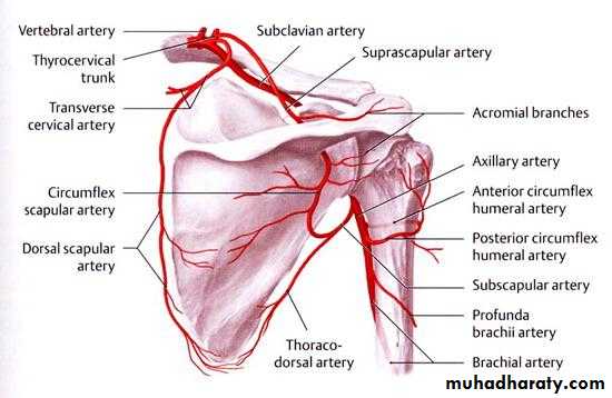 A circumflexa humeri posterior. Лопаточный коллатеральный круг. Лопаточный артериальный круг. Лопаточный артериальный круг топографическая анатомия. Лопаточный артериальный круг образован.