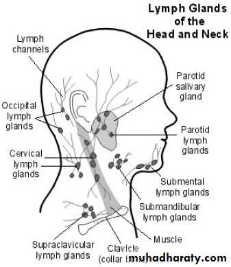 lymph Nodes pptx - د.احمد اورخان - Muhadharaty