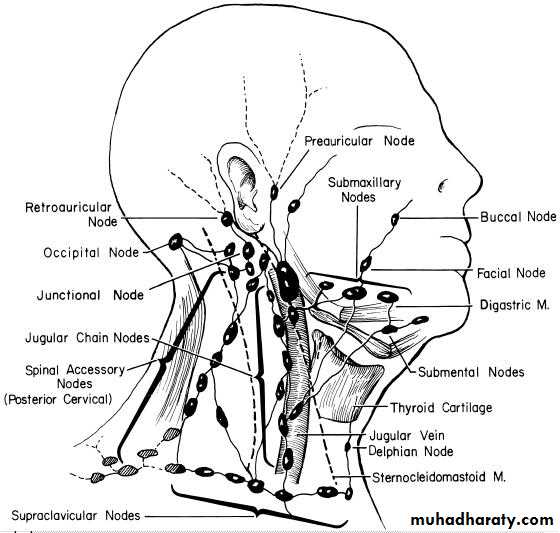 lymph Nodes pptx - د.احمد اورخان - Muhadharaty