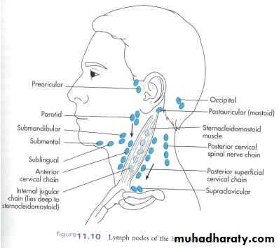 occipital lymph node location