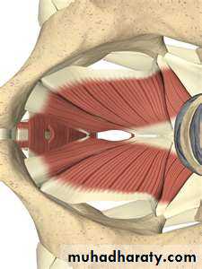 Pelvic bone pptx - Dr.Rana Al-tae - Muhadharaty