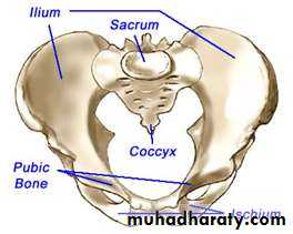 Pelvic bone pptx - Dr.Rana Al-tae - Muhadharaty