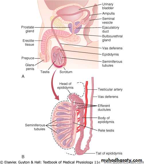 ampulla male reproductive system