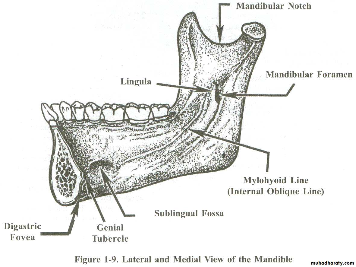 oblique ridge mandible