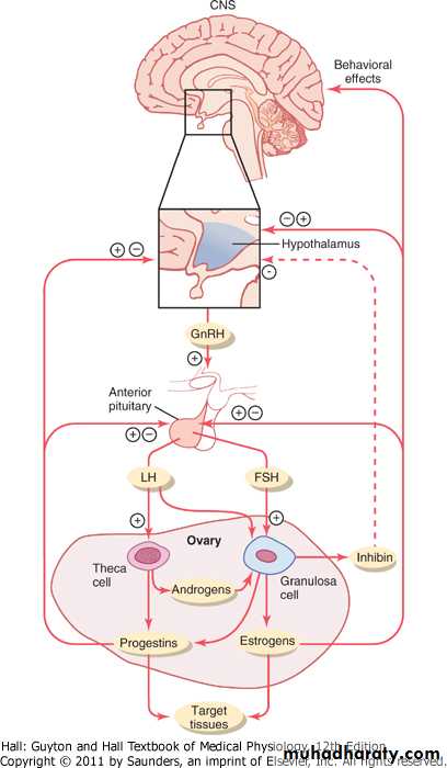 physiology docx - غير معروف - Muhadharaty