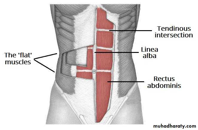 Abdomen muscles of anterior abdominal Wall