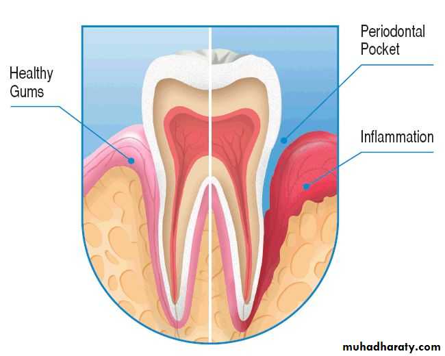 terminology pptx - د.اسيل - Muhadharaty