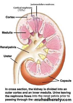 Renal physiology docx - د.أمجد - Muhadharaty