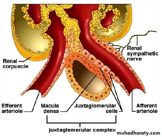 Renal physiology docx - د.أمجد - Muhadharaty