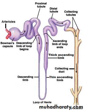 Renal physiology docx - د.أمجد - Muhadharaty