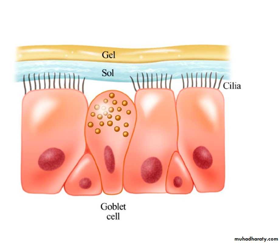 Cilia mode. Cilia PNG.