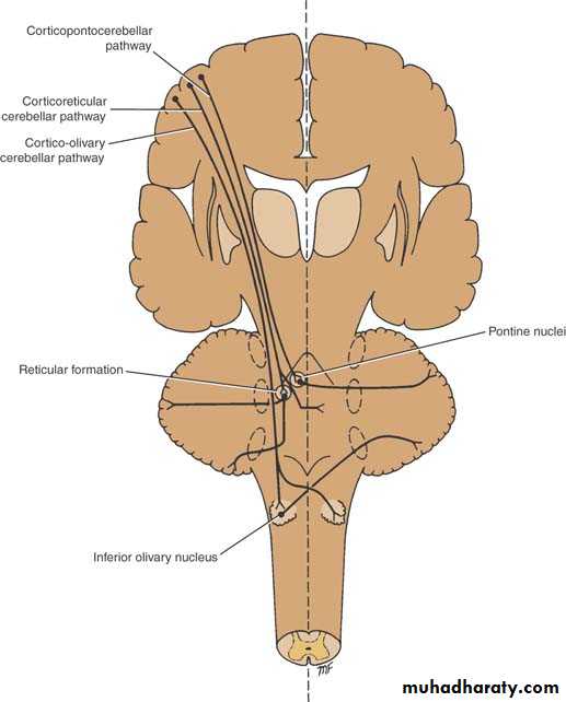 Anatomy pptx - غير معروف - Muhadharaty