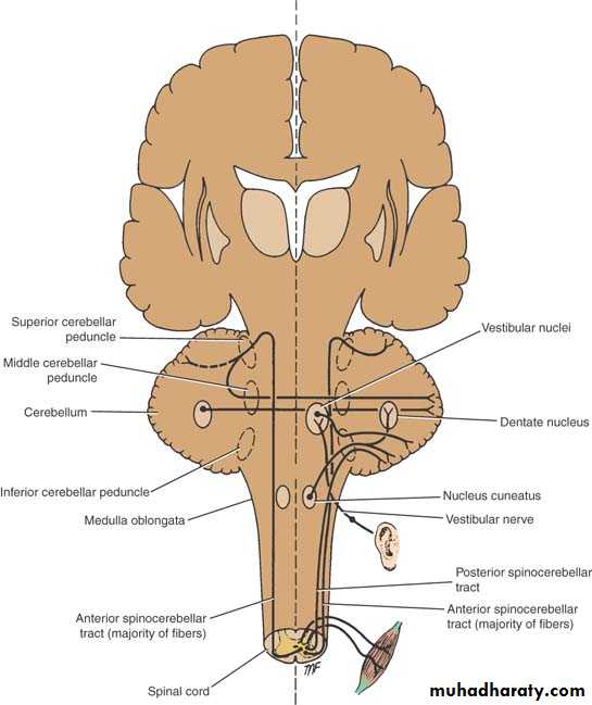 Anatomy pptx - غير معروف - Muhadharaty