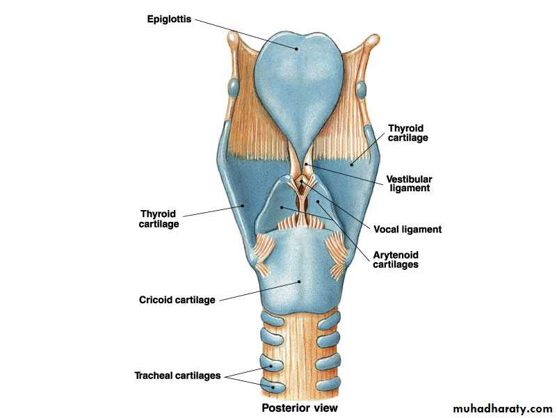 Reproductive pptx - غير معروف - Muhadharaty