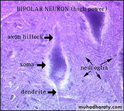 bipolar neuron microscope