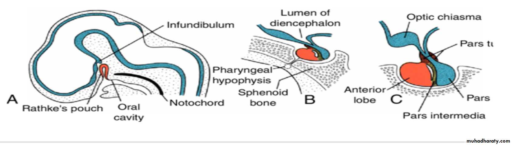 NeuroEmbryology pptx - غير معروف - Muhadharaty