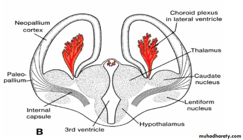 Neuroembryology Pptx - غير معروف - Muhadharaty