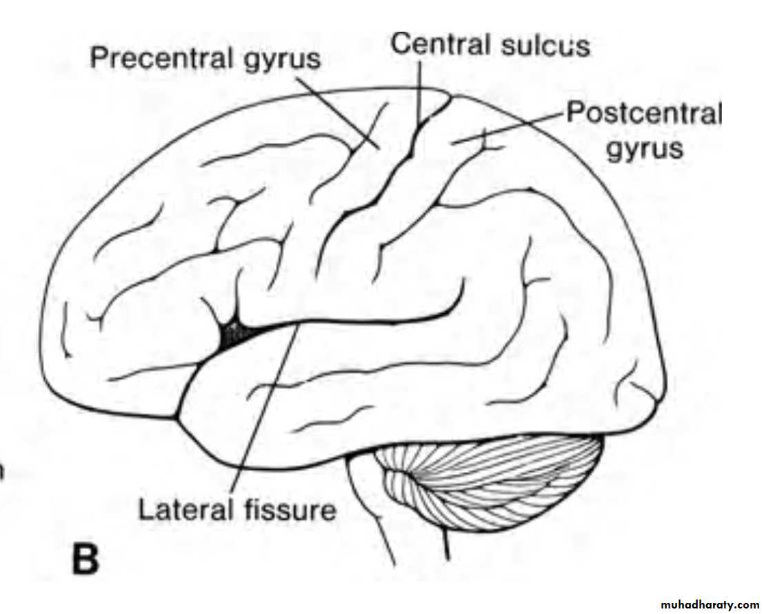 NeuroEmbryology pptx - غير معروف - Muhadharaty