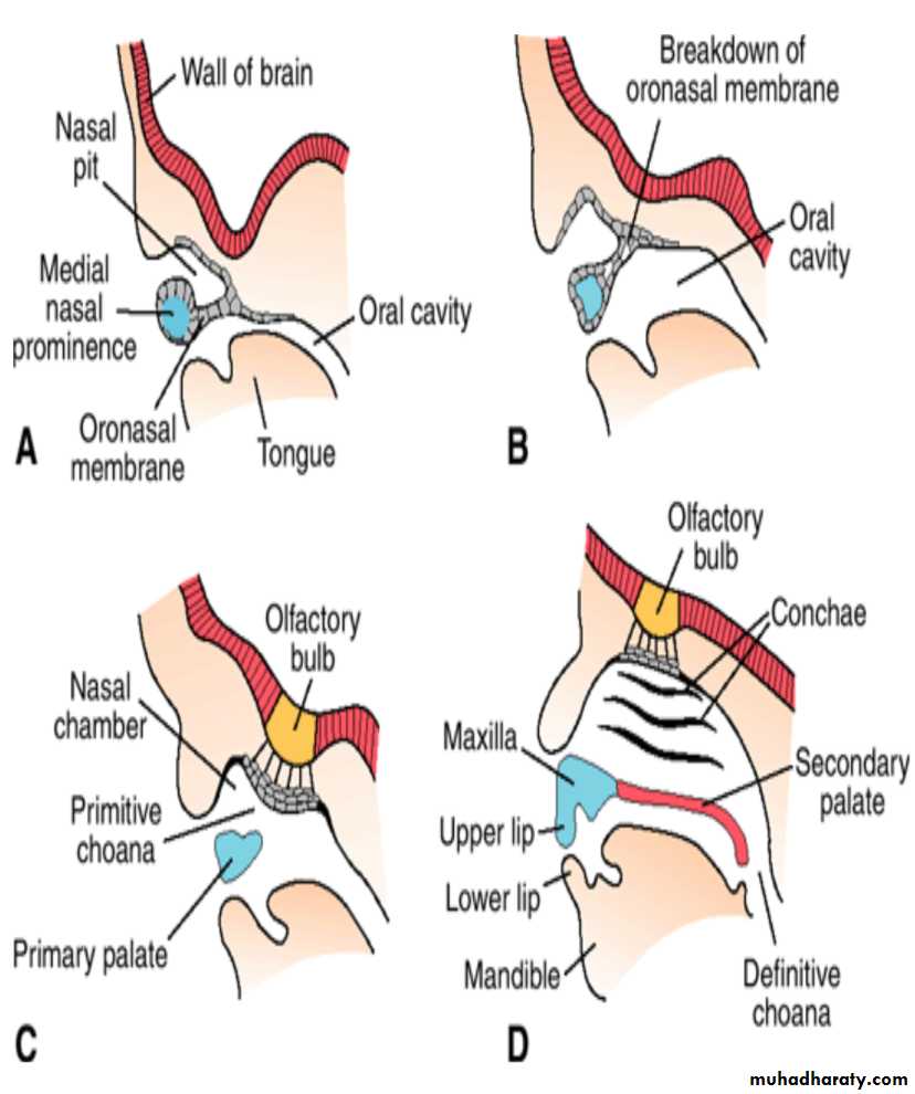 NeuroEmbryology pptx - غير معروف - Muhadharaty