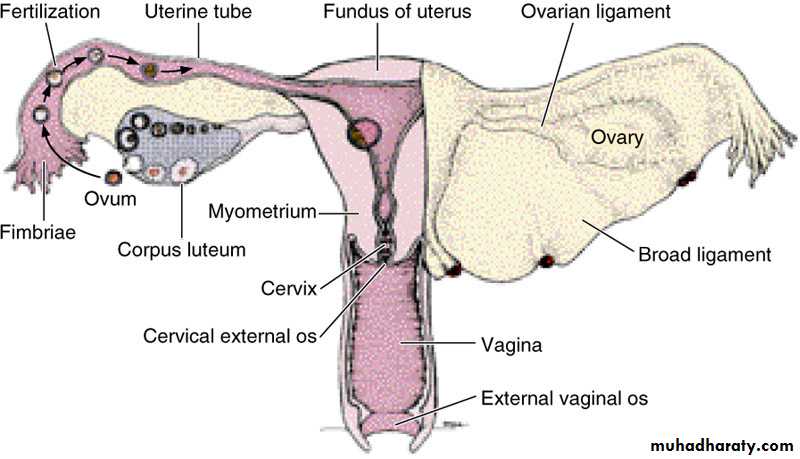 Cervical-mucus-luteal-phase