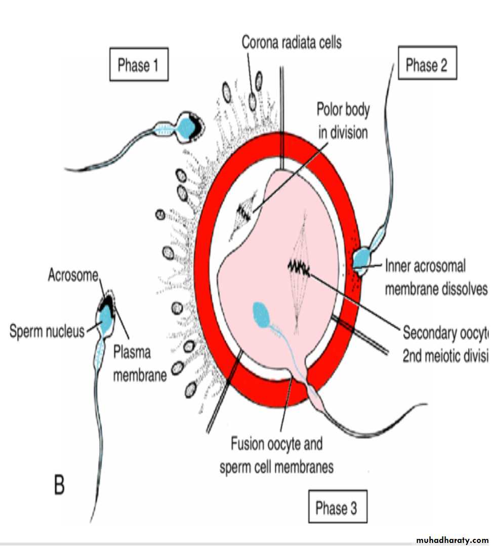 Fertilization pptx - غير معروف - Muhadharaty