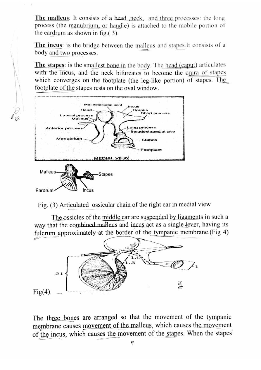 the-sense-of-hearing-pdf-muhadharaty