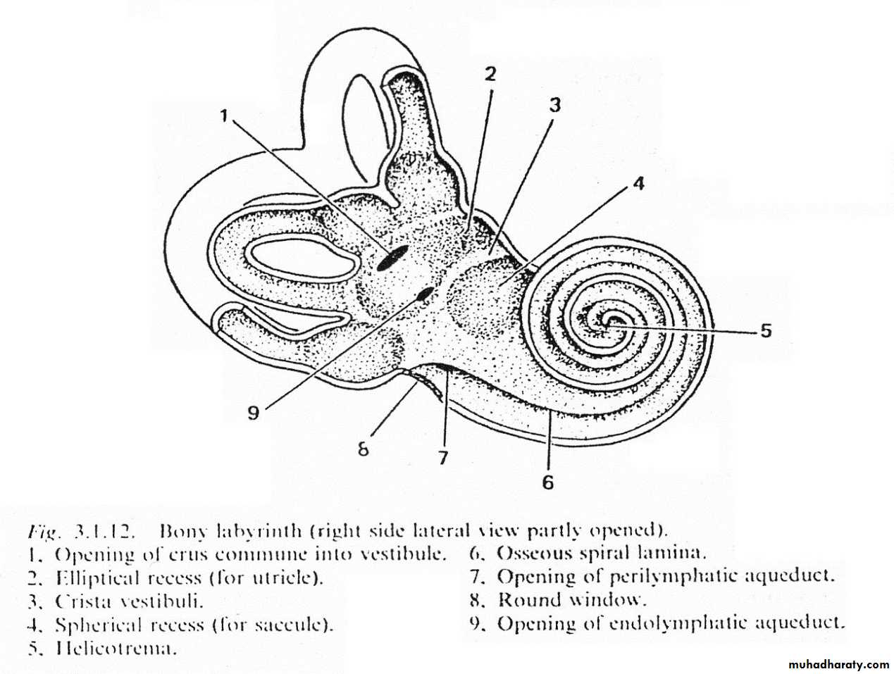 inner ear docx - د. احمد محي - Muhadharaty