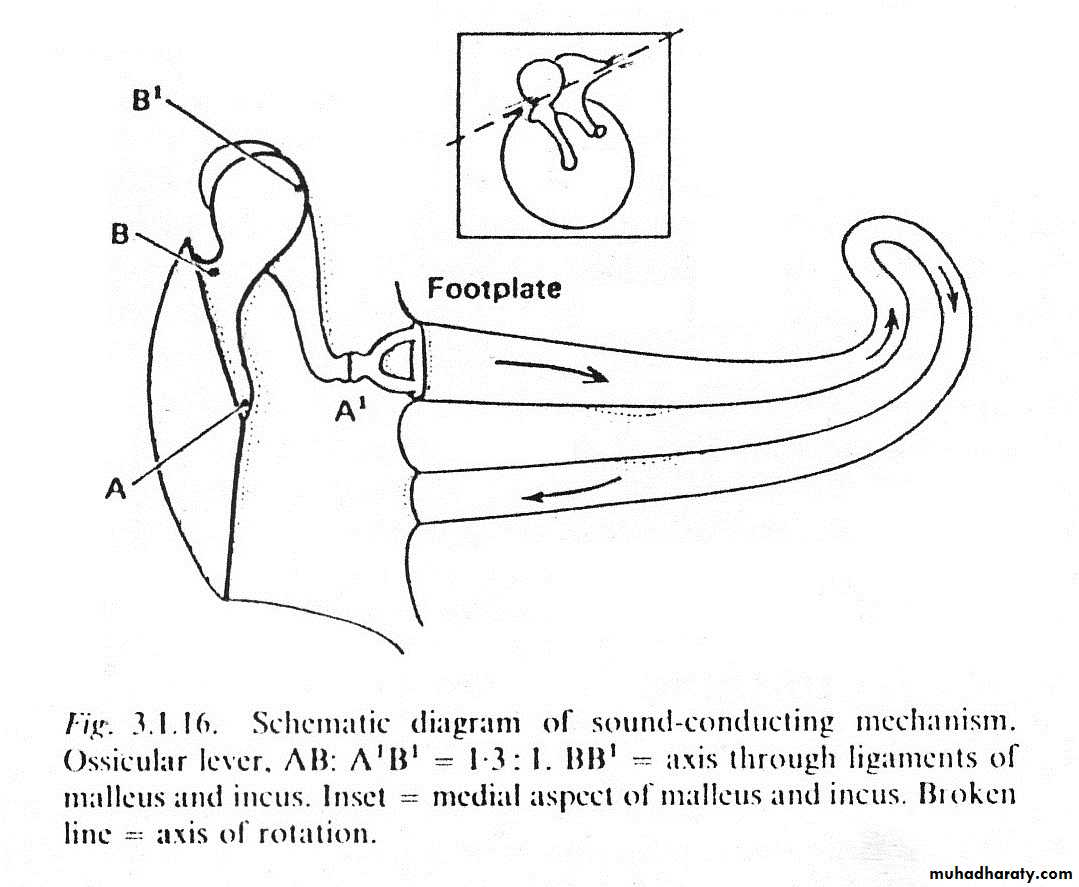 inner ear docx - د. احمد محي - Muhadharaty