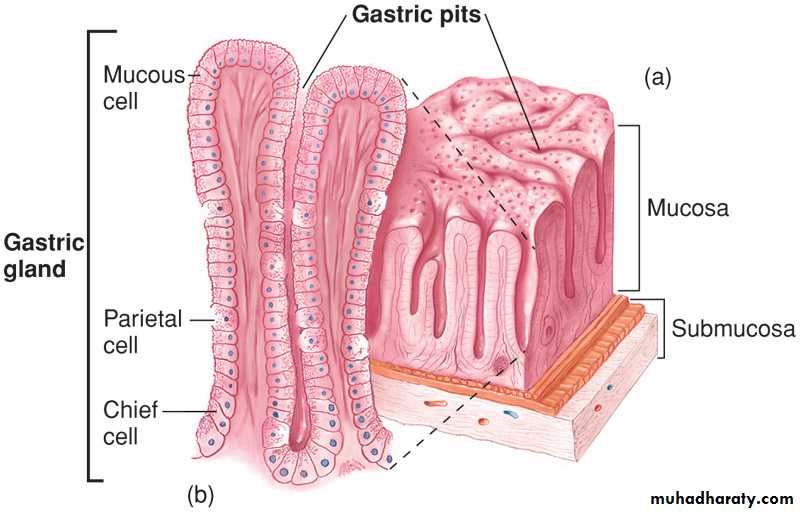 Digestive sys theory pptx - dr.shako - Muhadharaty