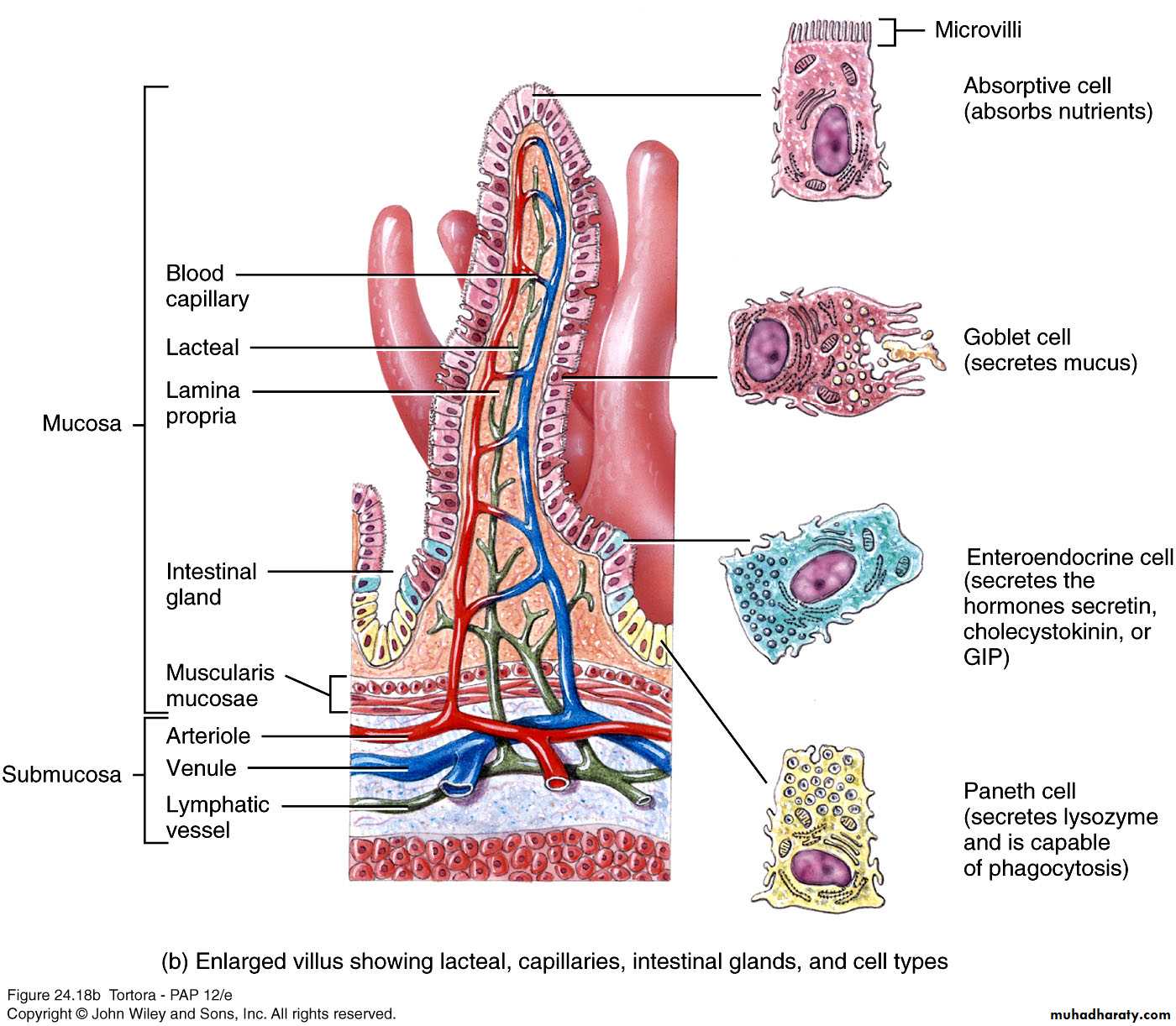 Digestive sys theory pptx - dr.shako - Muhadharaty