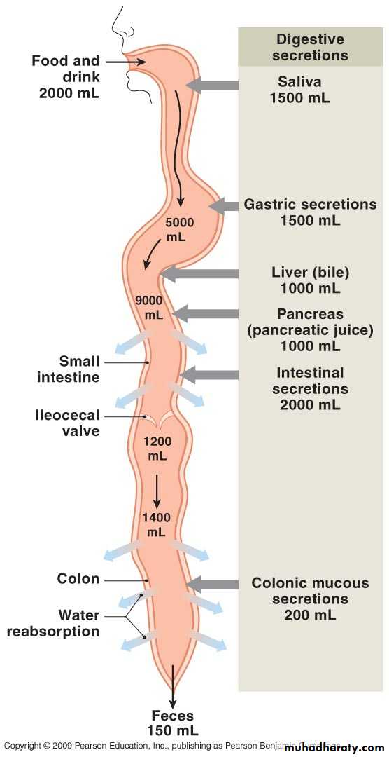 Digestive sys theory pptx - dr.shako - Muhadharaty