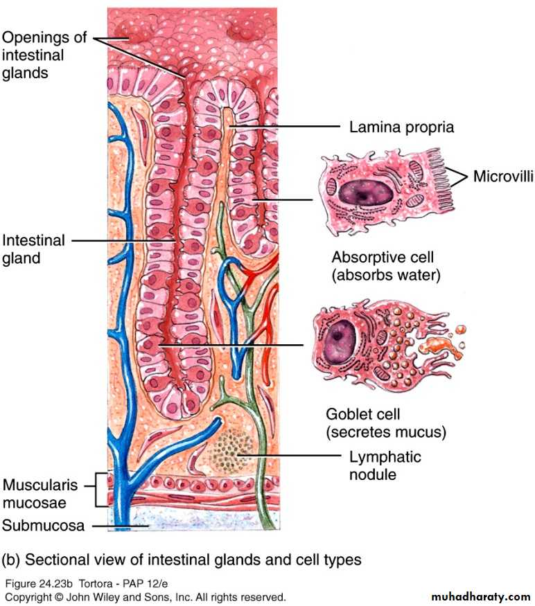 Digestive sys theory pptx - dr.shako - Muhadharaty