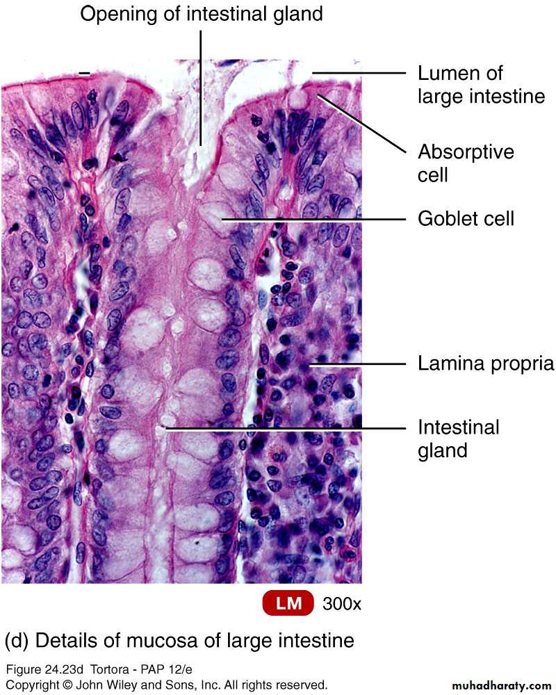 Digestive sys theory pptx - dr.shako - Muhadharaty