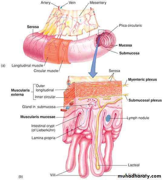 Digestive sys theory pptx - dr.shako - Muhadharaty