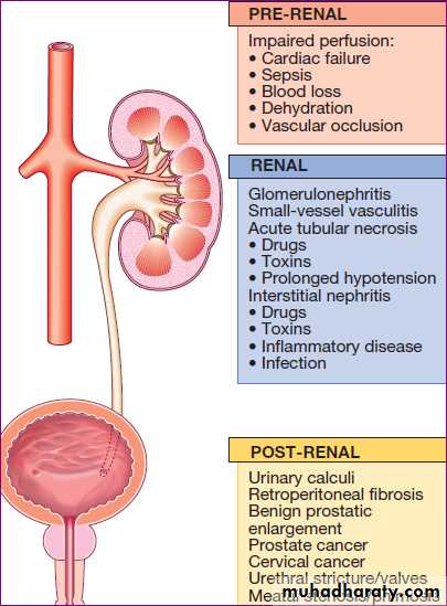 Renal pptx - د. حسين محمد جمعة - Muhadharaty