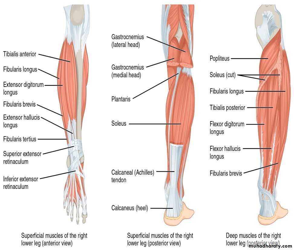 Front of the leg and dorsum of the foot pptx - د. إيمان - Muhadharaty
