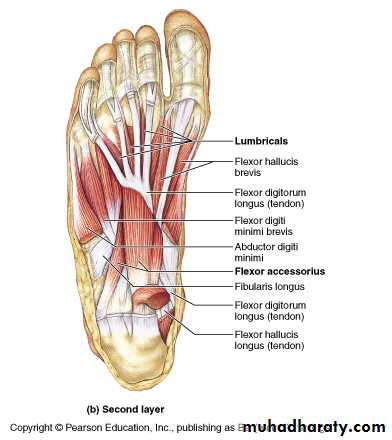 Front of the leg and dorsum of the foot pptx - د. إيمان - Muhadharaty