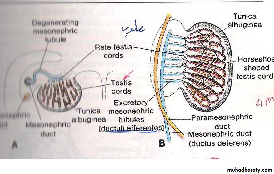 Genital system pptx - د.عبد الجبار - Muhadharaty