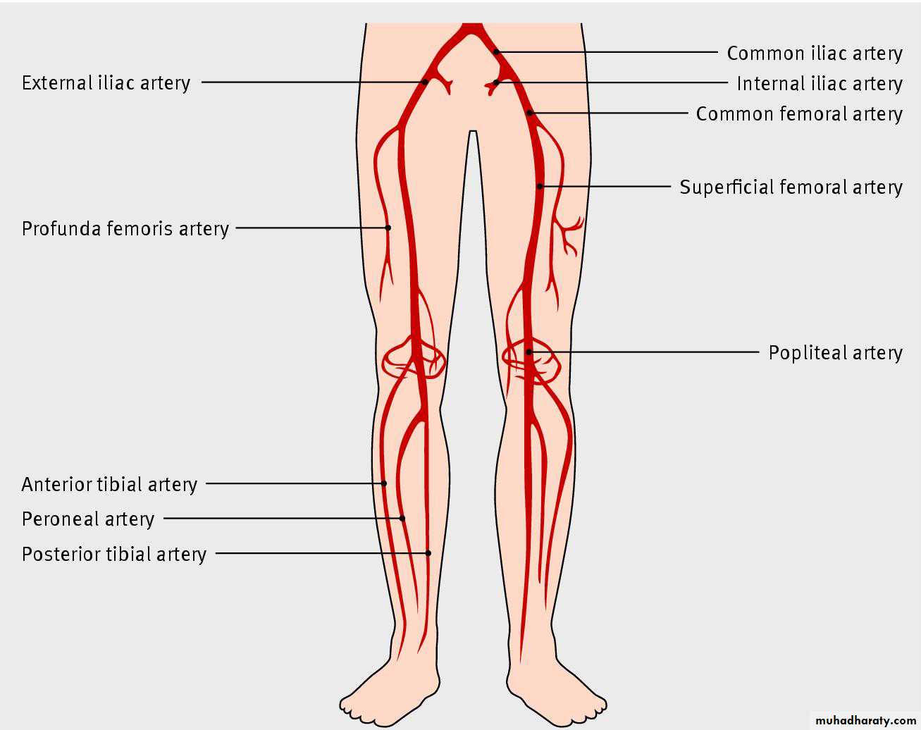 Артерии нижней конечности анатомия. Артерии нижних конечностей анатомия схема. Сосуды нижних конечностей анатомия схема. Артерии нижней конечности.