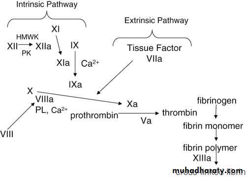 Coagulation Disorders Of Pregnancy Ppsx - غير معروف - Muhadharaty