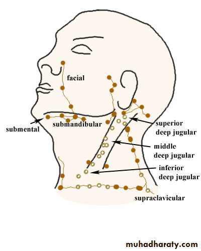 lymphatic diseases of the neck pptx - د.أحمد ابراهيم - Muhadharaty