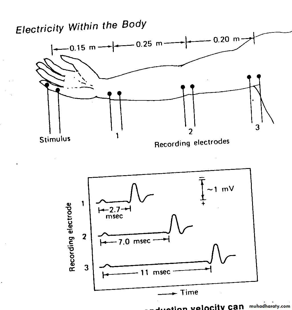 ELECTRICITY WITHIN THE BODY pptx - د.تيماء - Muhadharaty