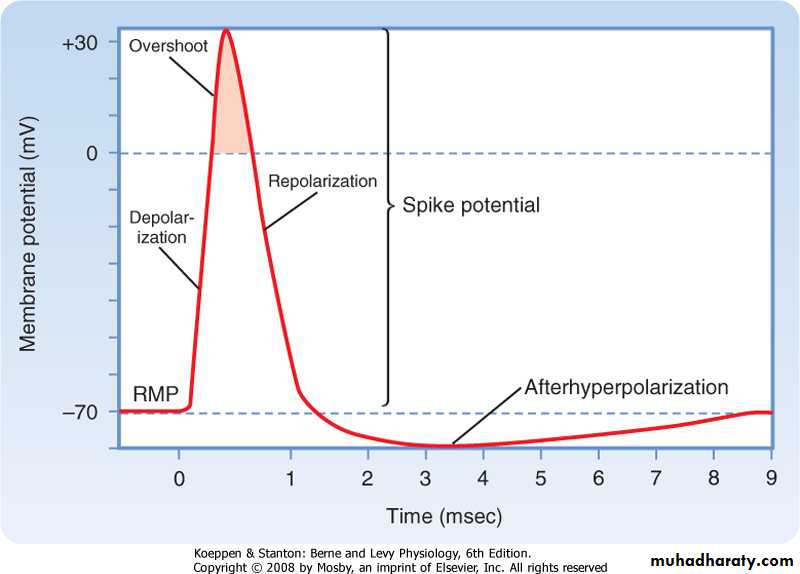 ELECTRICITY WITHIN THE BODY pptx - د.تيماء - Muhadharaty